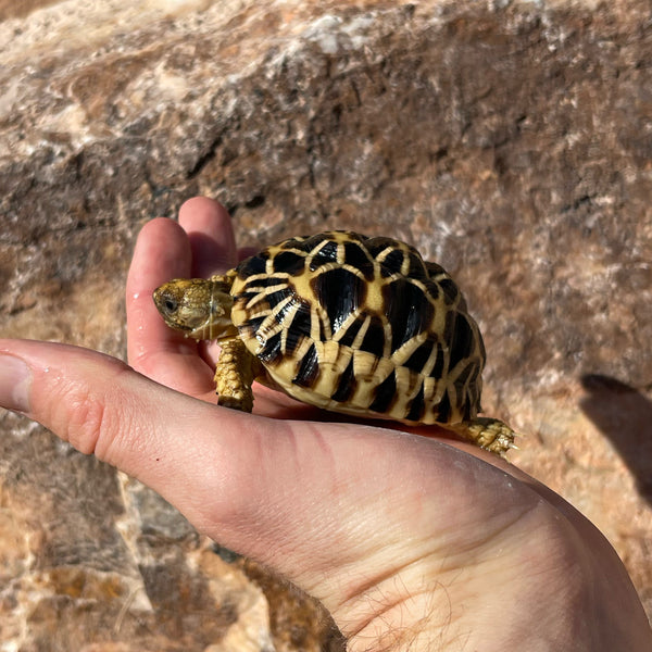 9 Month Old Burmese Star Tortoise #7Q