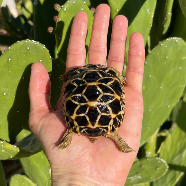 8 Month Old Burmese Star Tortoise #8P