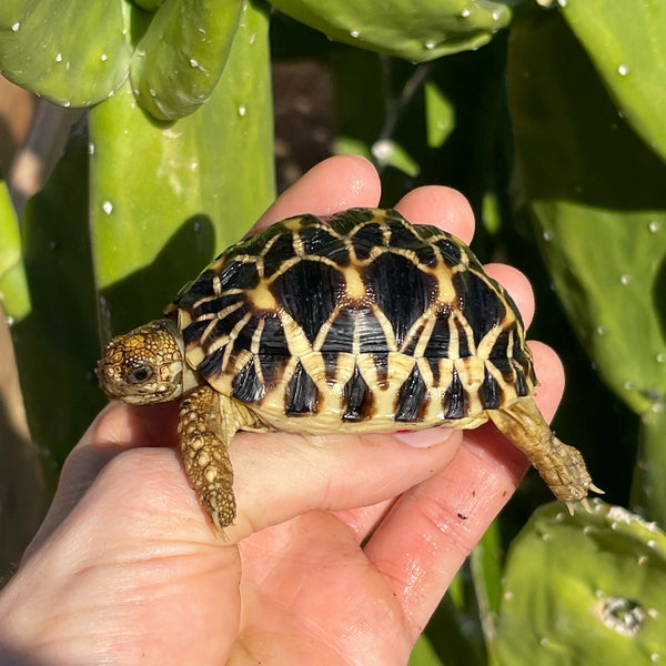 8 Month Old Burmese Star Tortoise #8P