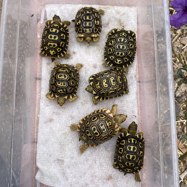 Pardalis Pardalis Leopard Tortoise