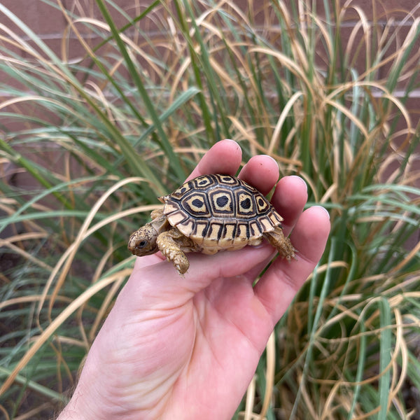 Pardalis Pardalis Leopard Tortoise