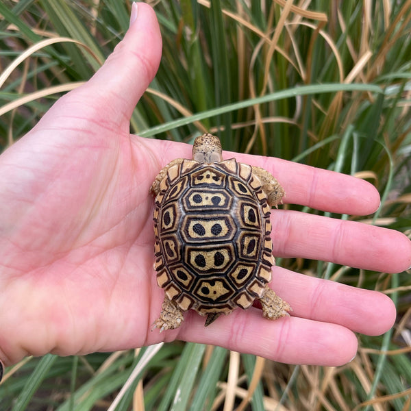 Pardalis Pardalis Leopard Tortoise