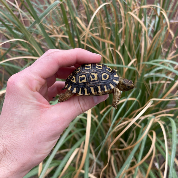 Pardalis Pardalis Leopard Tortoise