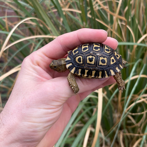 Pardalis Pardalis Leopard Tortoise