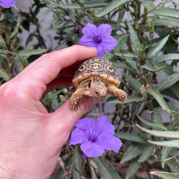 Pardalis Pardalis Leopard Tortoise