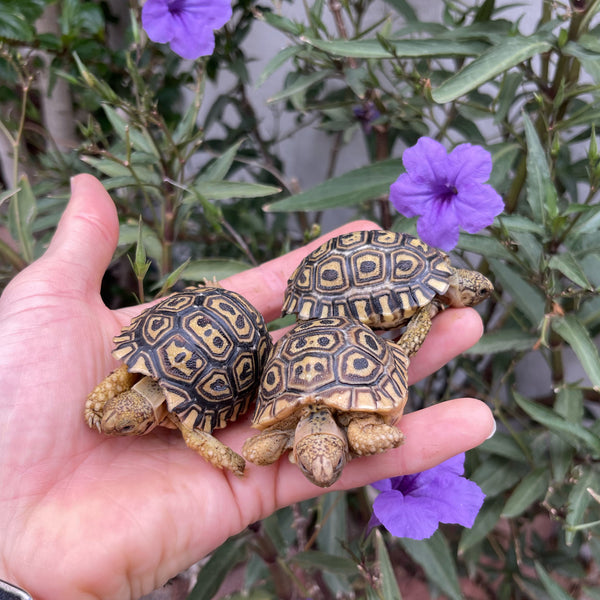 Pardalis Pardalis Leopard Tortoise