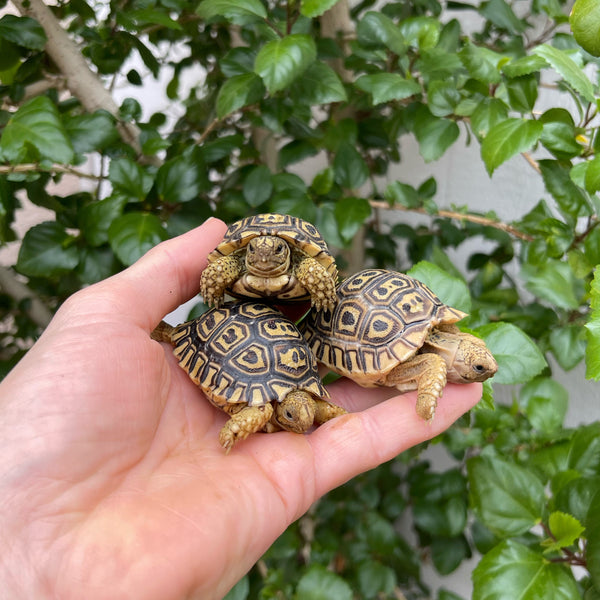 Pardalis Pardalis Leopard Tortoise