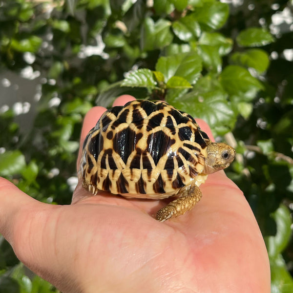 7 Month Old Burmese Star Tortoise #9K