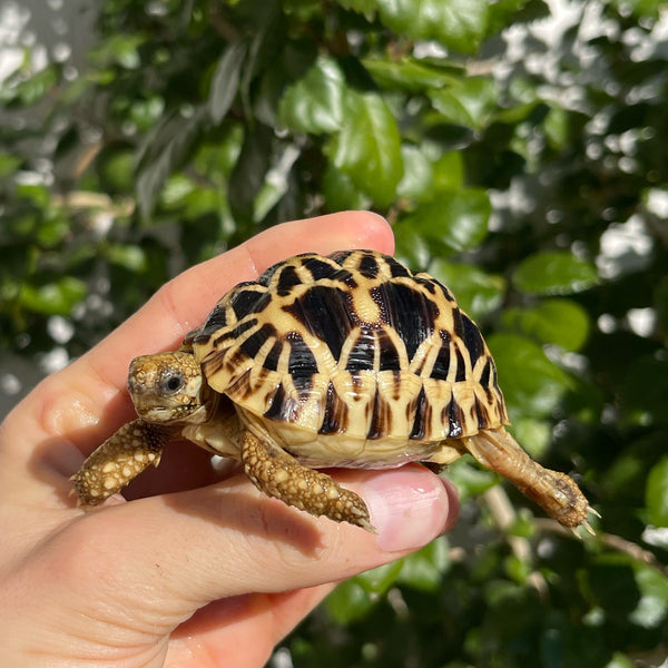 7 Month Old Burmese Star Tortoise #9K