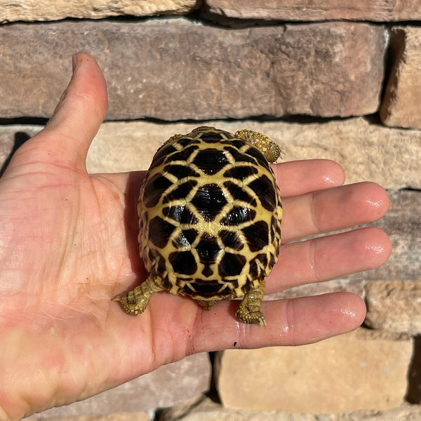 8 Month Old Burmese Star Tortoise #4M