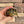 Load image into Gallery viewer, 8 Month Old Burmese Star Tortoise #4M
