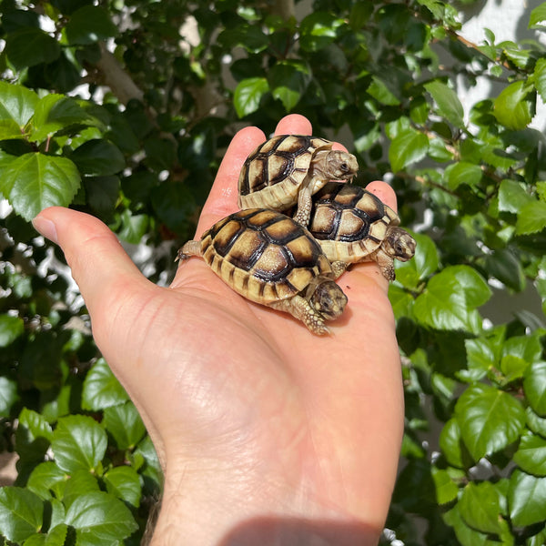 Baby Marginated Tortoise