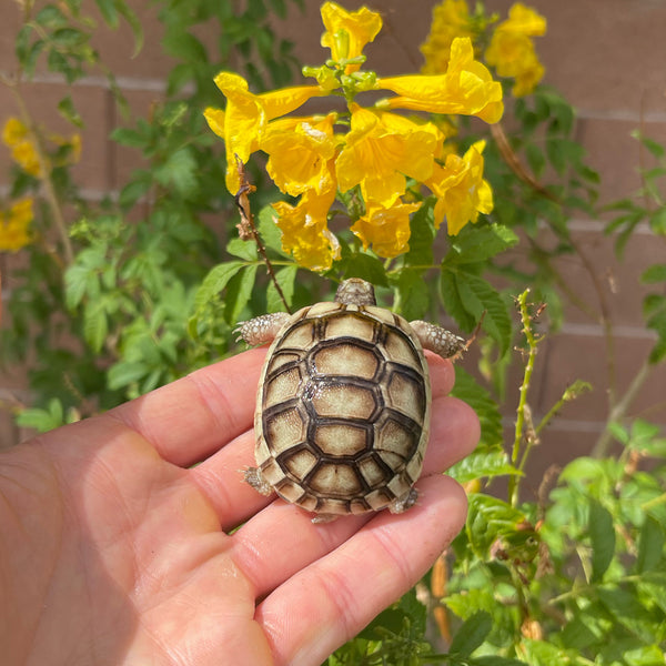 Split Scute Marginated Tortoise