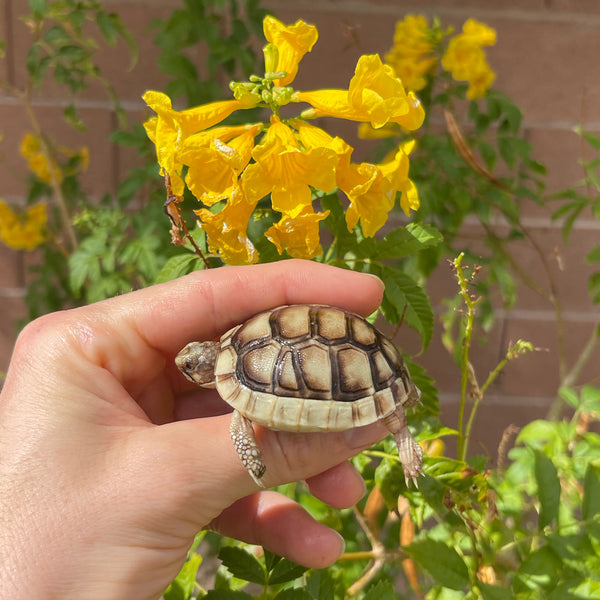 Split Scute Marginated Tortoise