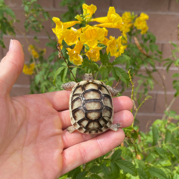 Split Scute Marginated Tortoise