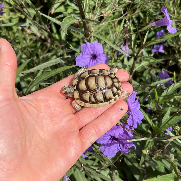 Split Scute Marginated Tortoise