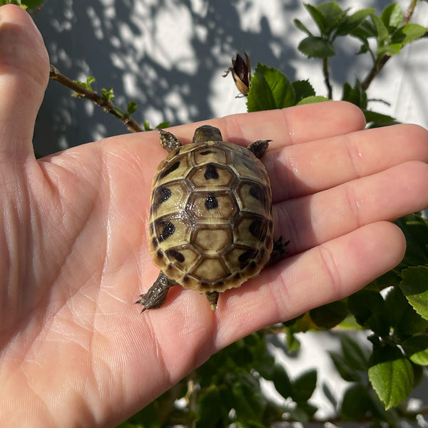 Eastern Hermann’s Tortoise Hatchling #H9