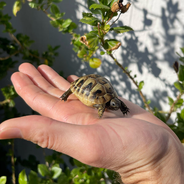 Eastern Hermann’s Tortoise Hatchling #H9