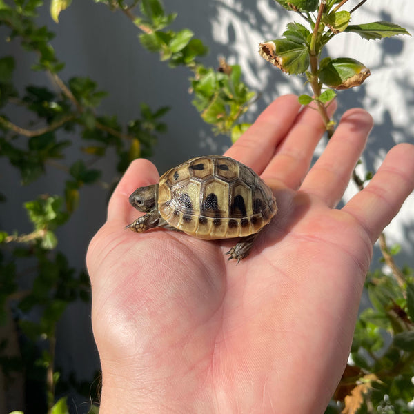 Eastern Hermann’s Tortoise Hatchling #H9