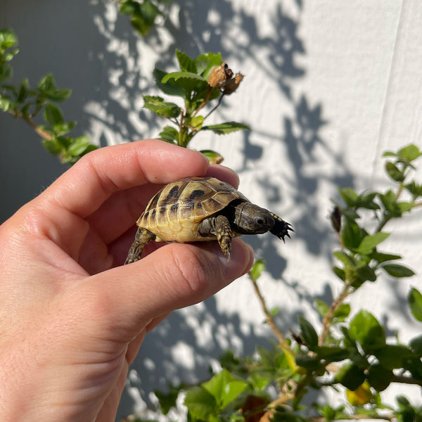 Eastern Hermann’s Tortoise Hatchling #H9