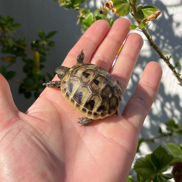 Eastern Hermann’s Tortoise Hatchling #H9