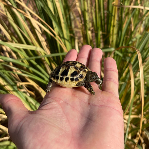 Eastern Hermann’s Tortoise Hatchling #H8