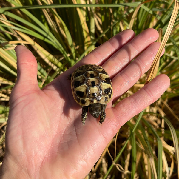 Eastern Hermann’s Tortoise Hatchling #H8