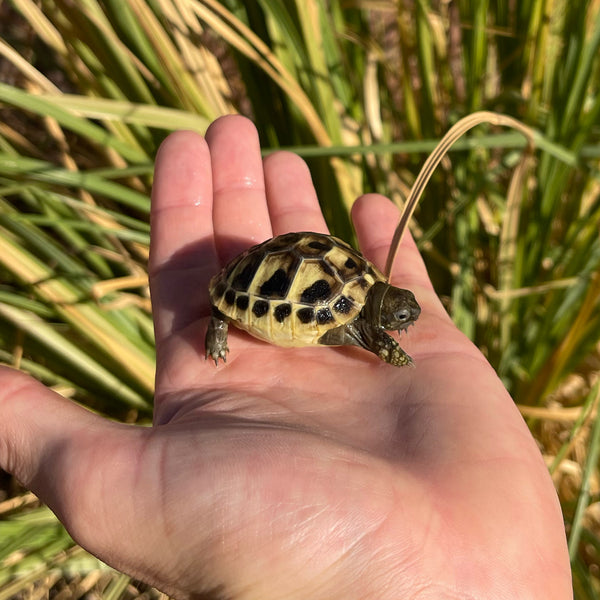 Eastern Hermann’s Tortoise Hatchling #H8