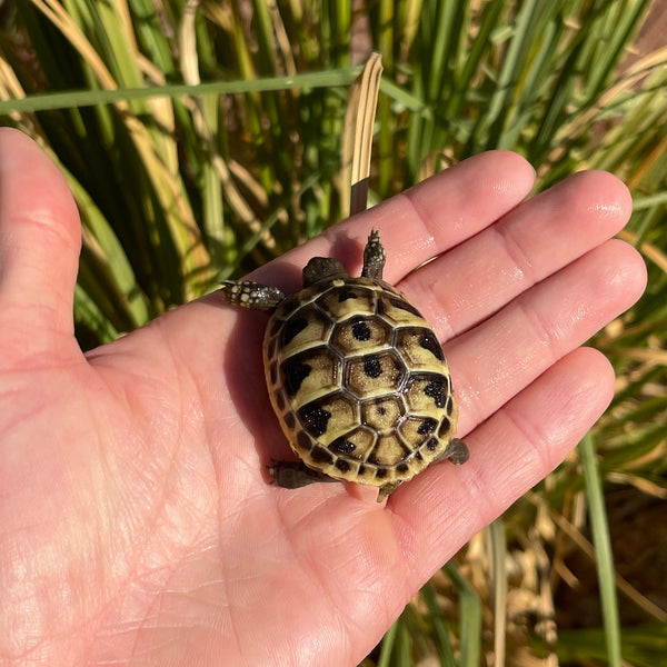 Eastern Hermann’s Tortoise Hatchling #H8