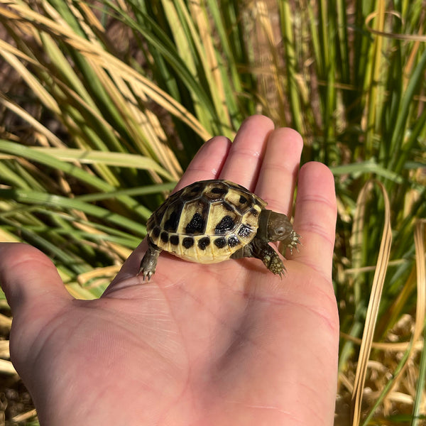 Eastern Hermann’s Tortoise Hatchling #H8