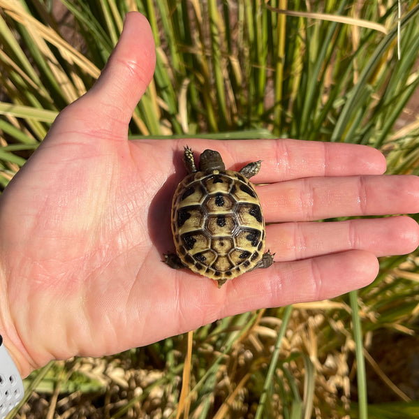 Eastern Hermann’s Tortoise Hatchling #H8