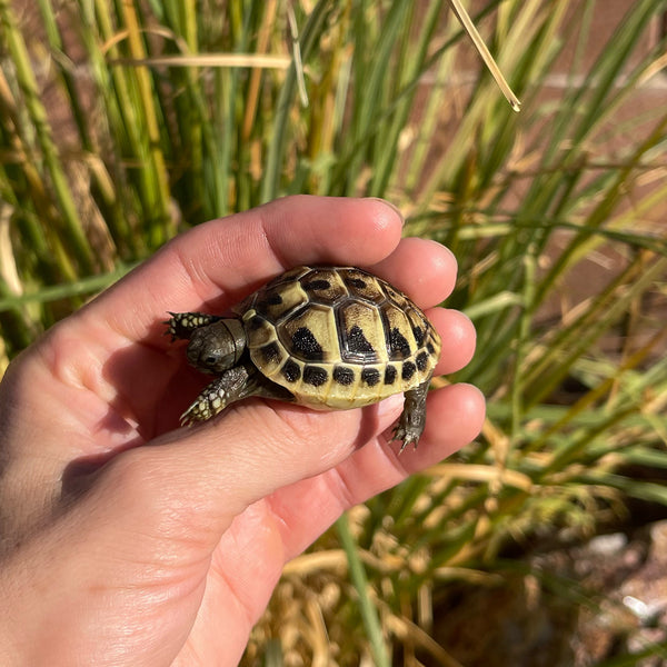 Eastern Hermann’s Tortoise Hatchling #H8