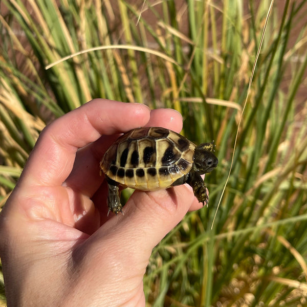 Eastern Hermann’s Tortoise Hatchling Split Scutes #H1