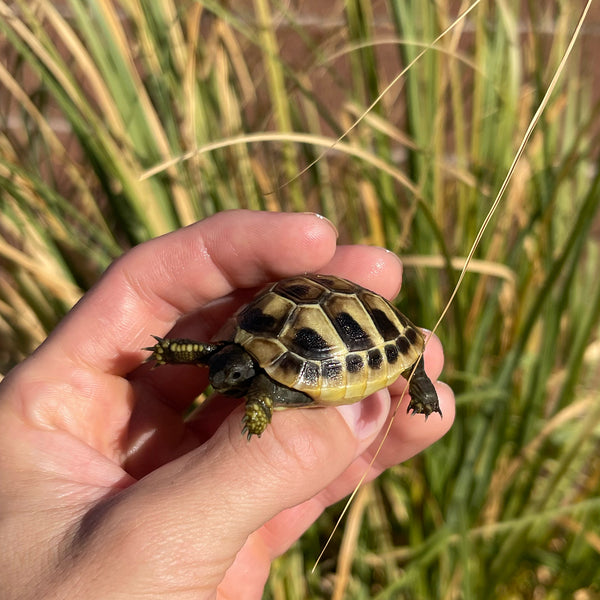 Eastern Hermann’s Tortoise Hatchling Split Scutes #H1