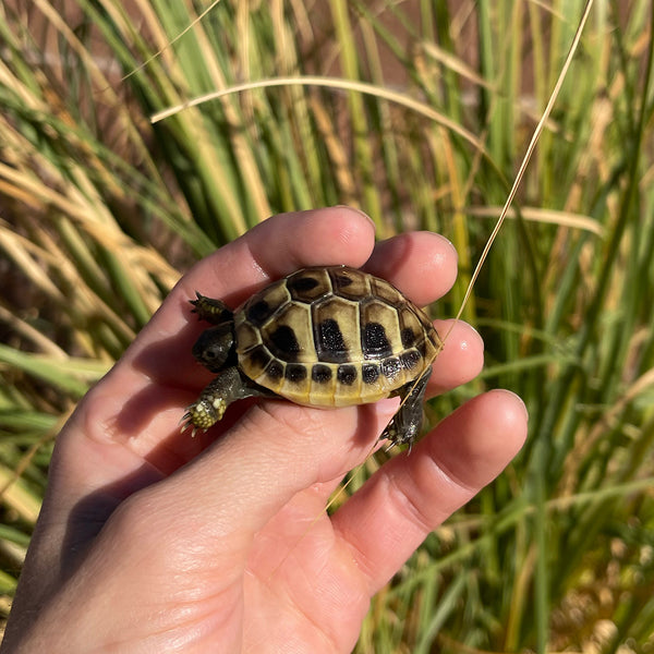 Eastern Hermann’s Tortoise Hatchling Split Scutes #H1