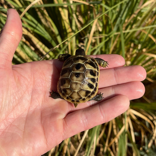 Eastern Hermann’s Tortoise Hatchling Split Scutes #H1