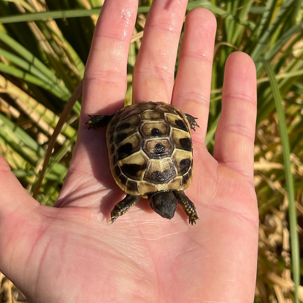 Eastern Hermann’s Tortoise Hatchling Split Scutes #H1