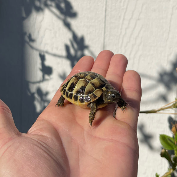 Eastern Hermann’s Tortoise Hatchling Split Scutes #H2