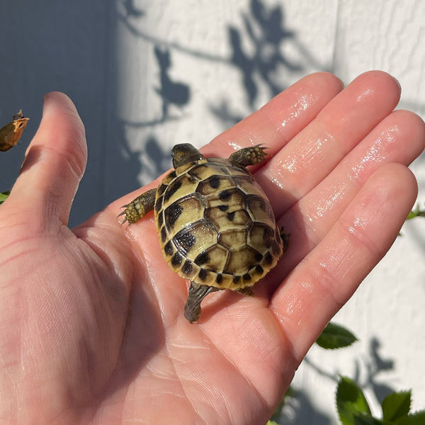 Eastern Hermann’s Tortoise Hatchling Split Scutes #H2