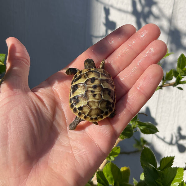 Eastern Hermann’s Tortoise Hatchling Split Scutes #H2