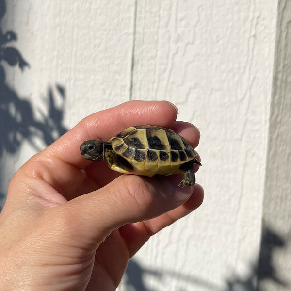 Eastern Hermann’s Tortoise Hatchling Split Scutes #H2