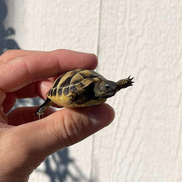 Eastern Hermann’s Tortoise Hatchling Split Scutes #H2