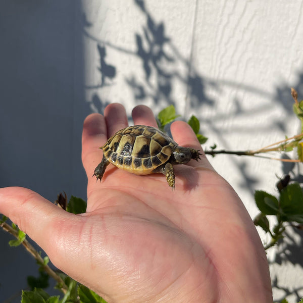 Eastern Hermann’s Tortoise Hatchling Split Scutes #H2