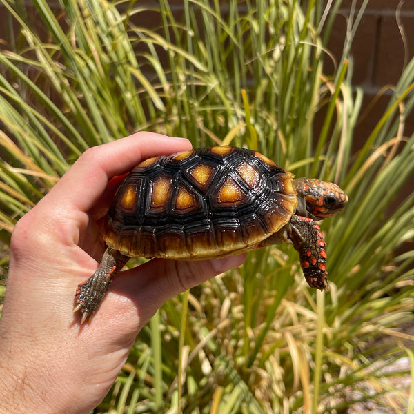 1 Yr Old Redfoot Tortoise Split Scutes #Z3