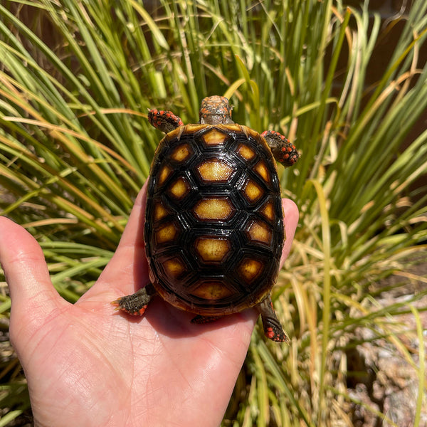 1 Yr Old Redfoot Tortoise Split Scutes #Z3