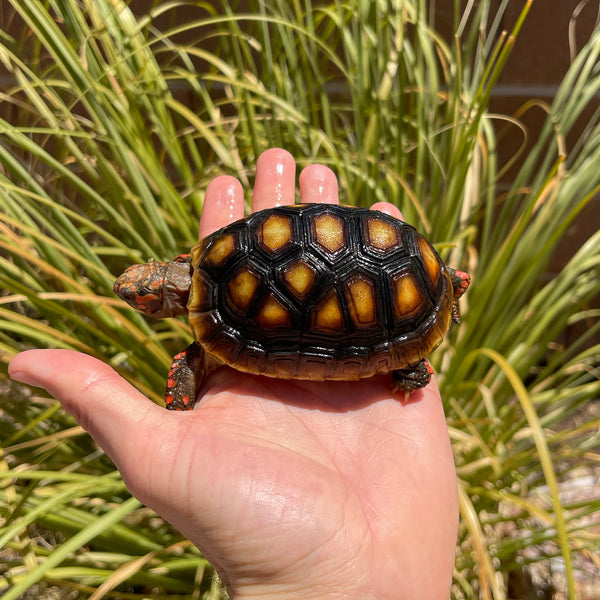 1 Yr Old Redfoot Tortoise Split Scutes #Z3