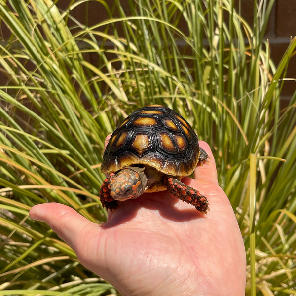 1 Yr Old Redfoot Tortoise Split Scutes #Z3