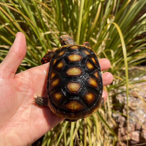 1 Yr Old Redfoot Tortoise Split Scutes #Z3