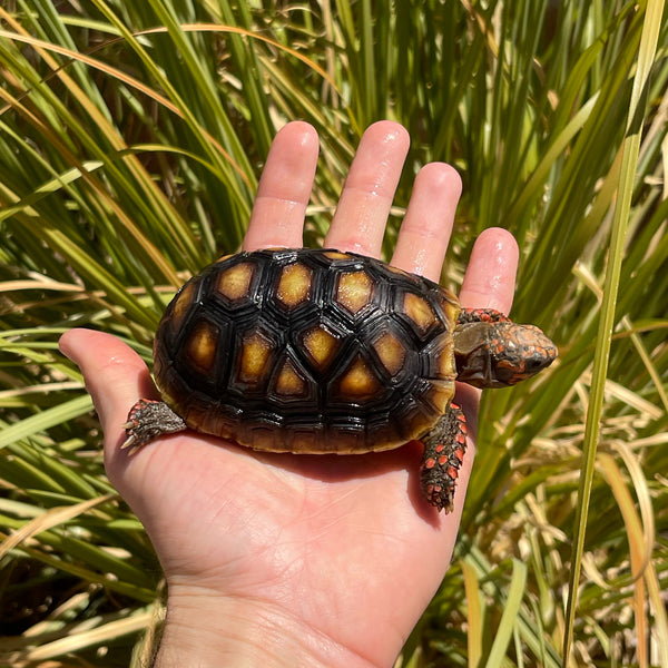 1 Yr Old Redfoot Tortoise Split Scutes #Z3