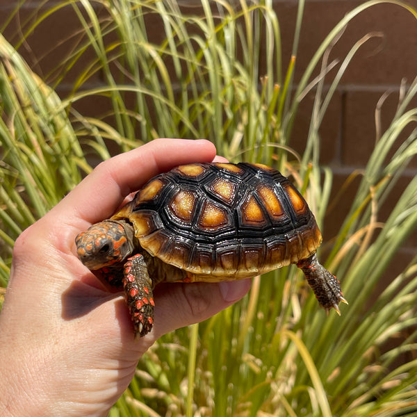 1 Yr Old Redfoot Tortoise Split Scutes #Z3